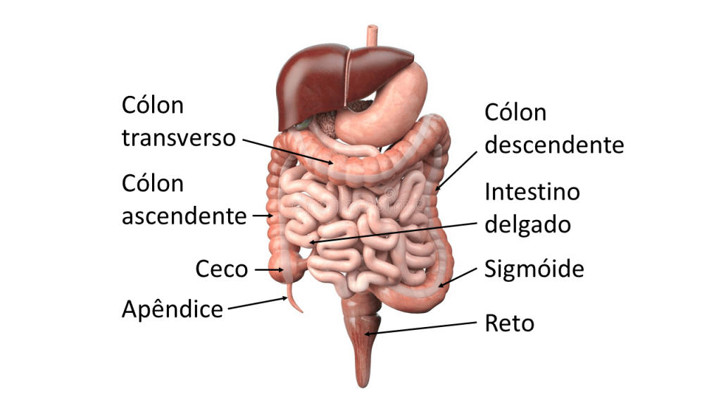 O intestino grosso é composto por seis partes: ceco, cólon ascendente, cólon transverso, cólon descendente, cólon sigmóide e reto. 